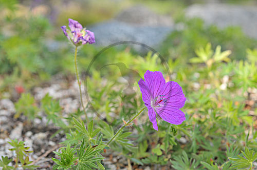 Blutroter Storchschnabel