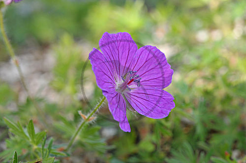 Blutroter Storchschnabel