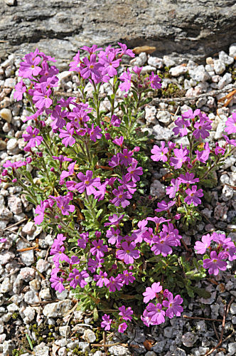 Alpenbalsam