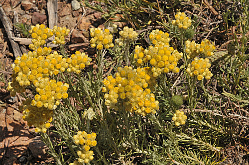 Mittelmeer-Strohblume