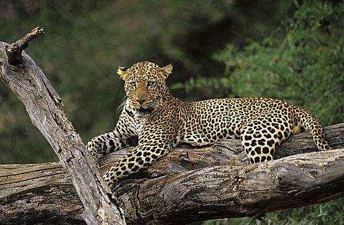 Leopard