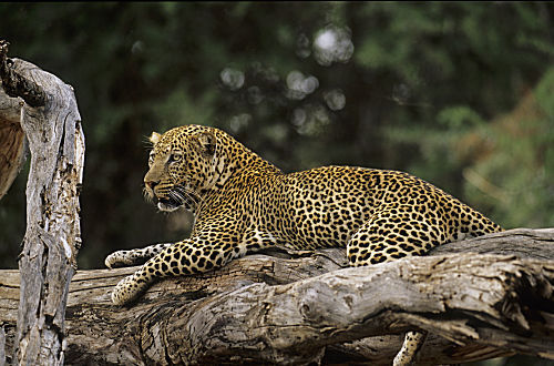 Leopard