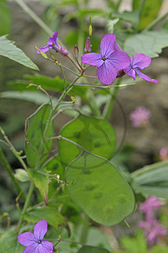 Einjähriges Silberblatt