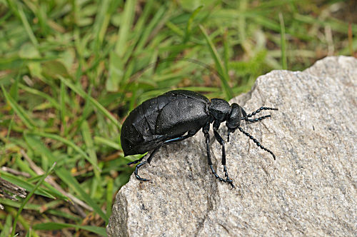Schwarzblauer Ölkäfer