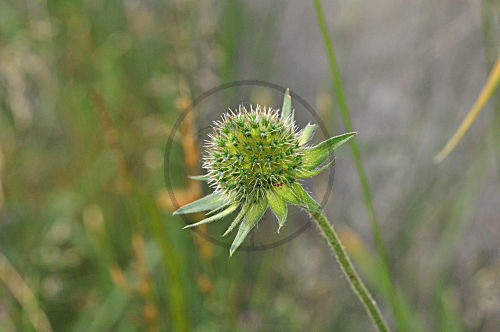 Wiesen Witwenblume