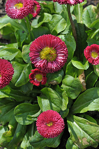 Gänseblümchen