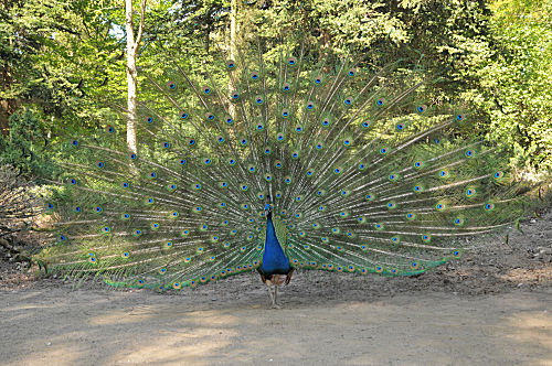 Blauer Pfau, balzend