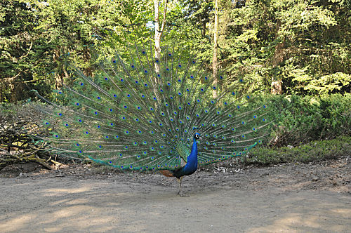Blauer Pfau, balzend