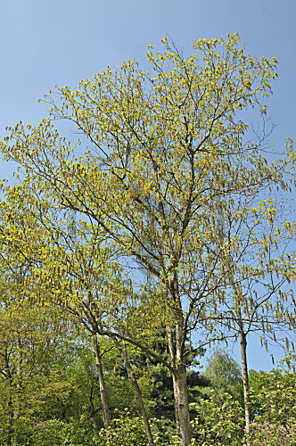 Baum-Hasel