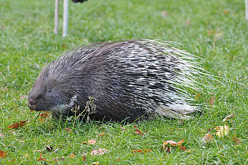 Gewöhnliches Stachelschwein