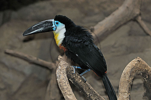 Dottertukan