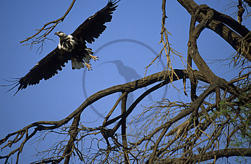 Schreiseeadler Imm.