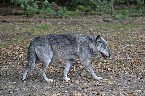 Wolf