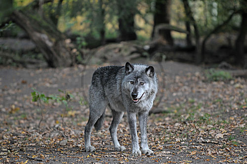 Wolf