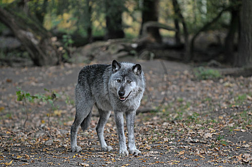 Wolf