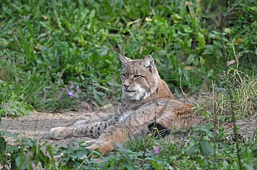 Eurasischer Luchs
