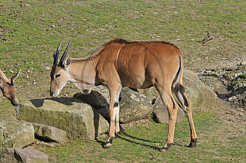 Elenantilope