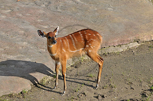 Sitatunga