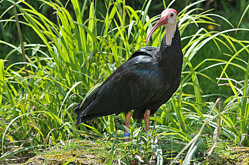 Glattnackenrapp