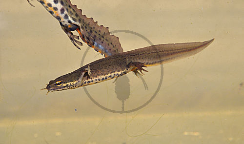 Teichmolch Weibchen