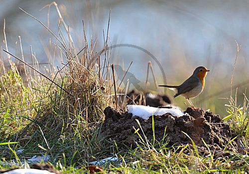 Rotkehlchen (Erithacus rubecula)