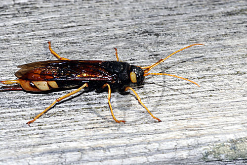 Riesenholzwespe