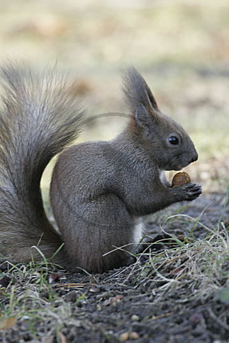 Eichhörnchen