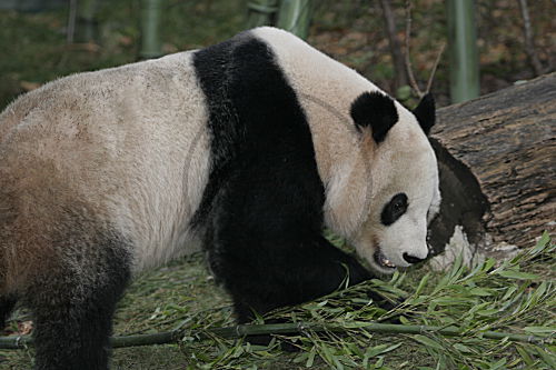 Grosser Pandabär