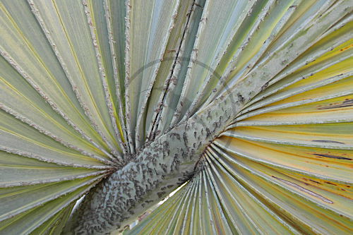 Bismarckpalme