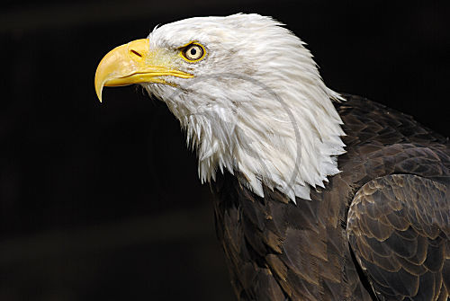 Weißkopfseeadler