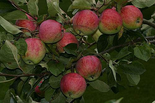 Apfelbaum