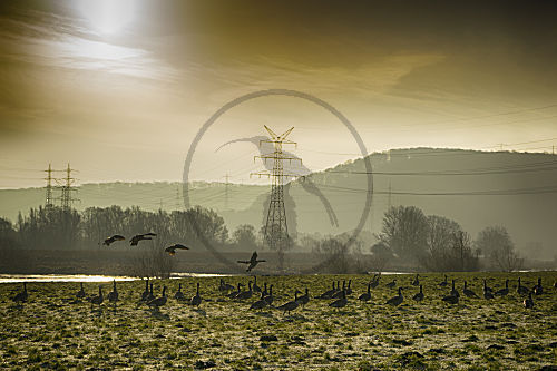 Gänse am Morgen an der Ruhr