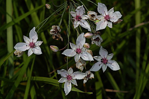 Doldige Schwanenblume