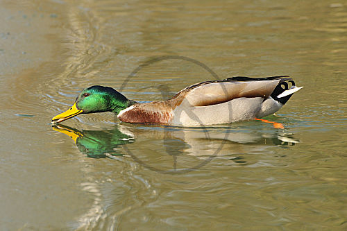 Stockenten