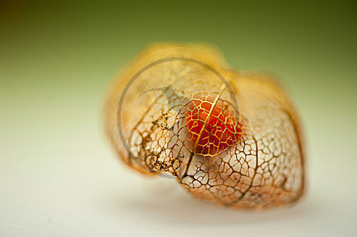 Physalis