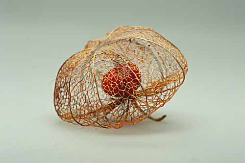Physalis