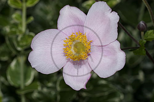 Herbstanemone