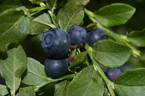 Heidelbeere