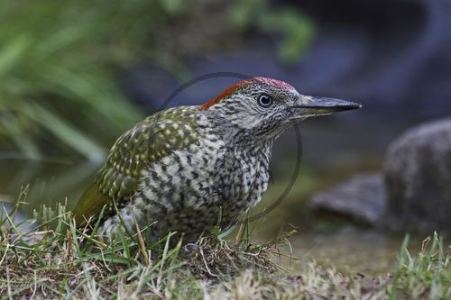 Grünspecht, Jungvogel