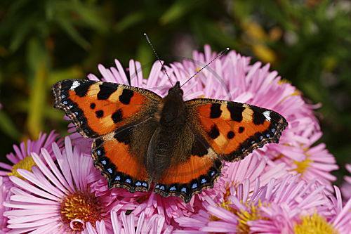 Kleiner Fuchs