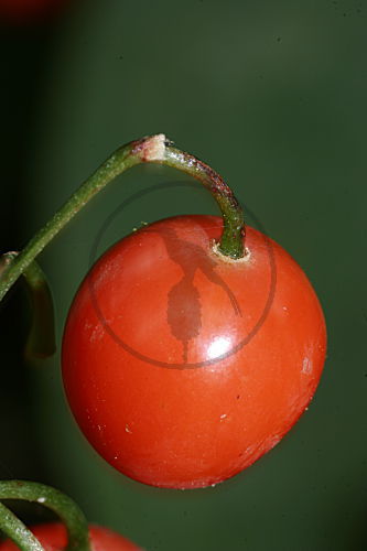 Maiglöckchen