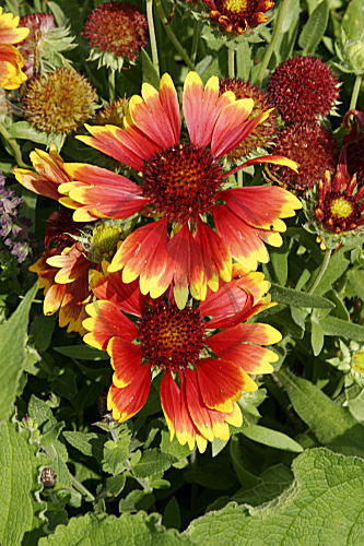 Kokardenblume