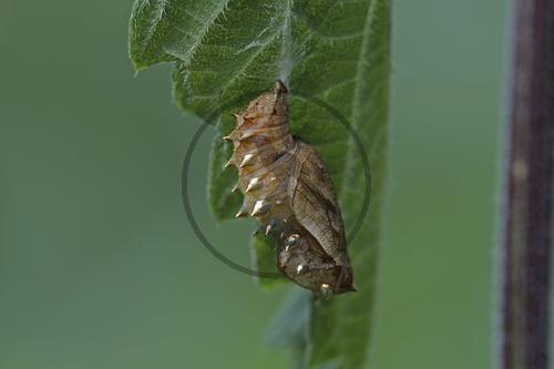 Mädesüß-Perlmuttfalter, verpuppungsbereite Raupe