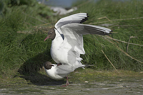 Lachmöwe