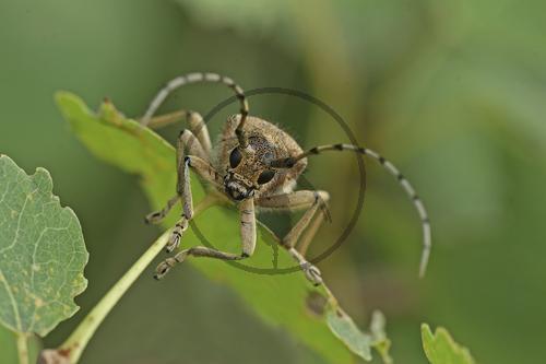 Großer Pappelbock, Portrait