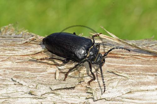 Sägebock, Weibchen