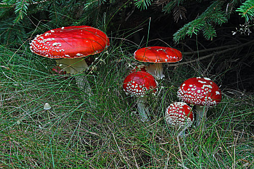 Fliegenpilz
