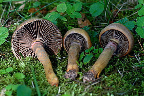 Kupferroter Gelbfuß