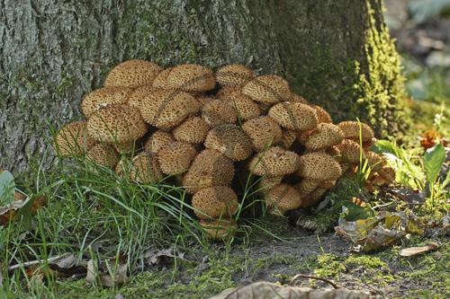 Sparriger Schüppling
