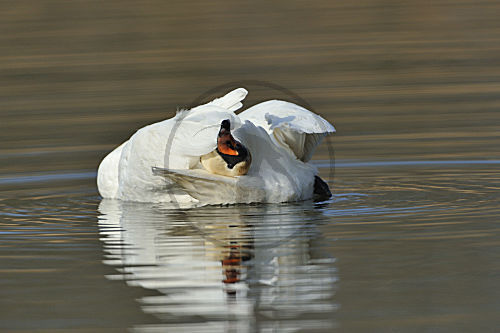Höckerschwan